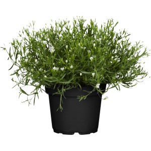 Schleierkraut im Topf mit zarten, weißen Blüten. Ideal als Hängepflanze für Beet und Balkon.