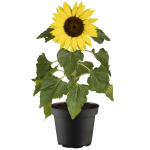Gelbe GROW by OBI Sonnenblume (Helianthus annuus) im Topf, ca. 20-30 cm hoch.