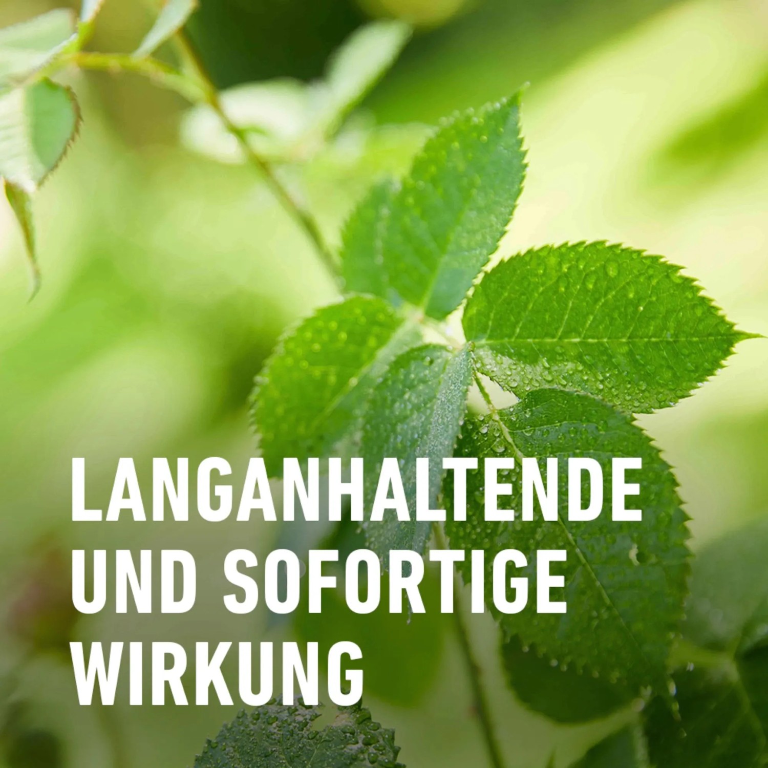 saatgut für blühwiesen Blumensamen 