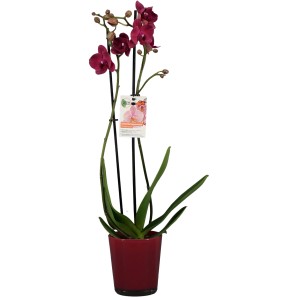 GROW by OBI Schmetterlingsorchidee Violett ca. 60 - 70 cm Phalaenopsis