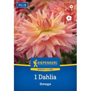 Kiepenkerl Blumenzwiebeln Riesenblüten-Dahlie Omega