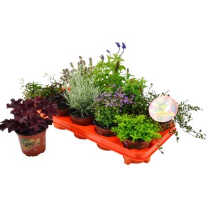 Herbstsymphonie Topf-Ø ca. 11 cm