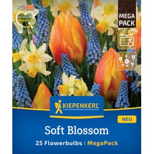 Kiepenkerl Blumenzwiebel Mega Pack Soft Blossom mit Tulpen, Narzissen und Traubenhyazinthen.