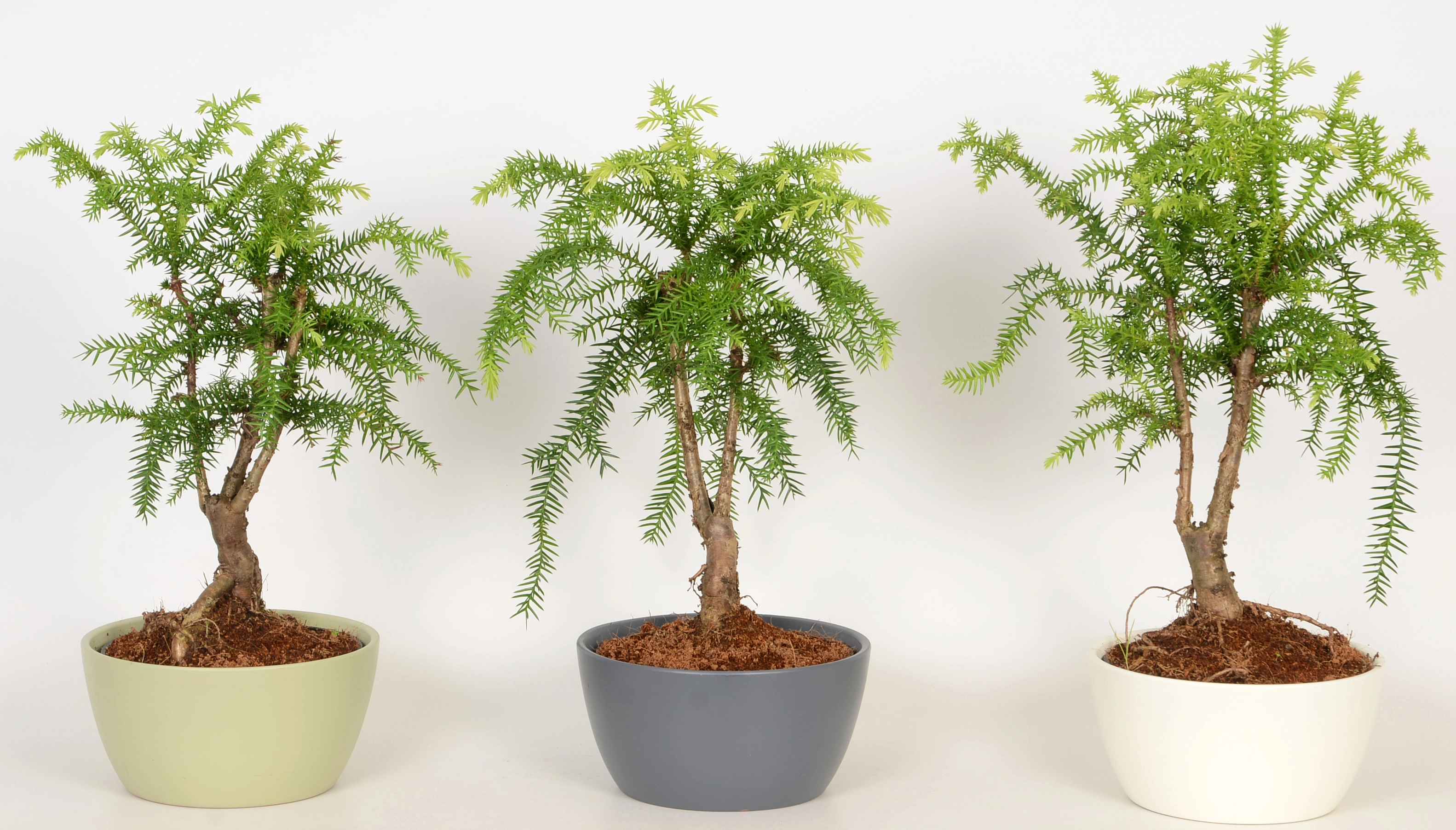 Arrangement Araucarie im KeramikGefäß TopfØ ca. 17 cm kaufen bei OBI