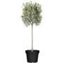 Olivenbaum (Olea europaea), ca. 160-180cm hoch, im Topf. Mediterranes Flair für Balkon und Terrasse.