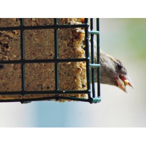 Sperling pickt am Dobar Energieblock Samen und Insekten im Futterspender.