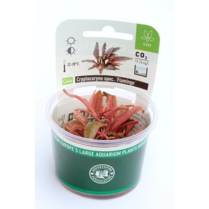 Dennerle Aquariumpflanze Cryptocoryne Spec. Flamingo In-Vitro im Topf mit rosa Blättern.