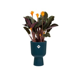 Blauer Elho Übertopf Vibes Fold Coupe mit Pflanze, geripptes Design, 14x13,9x21 cm.
