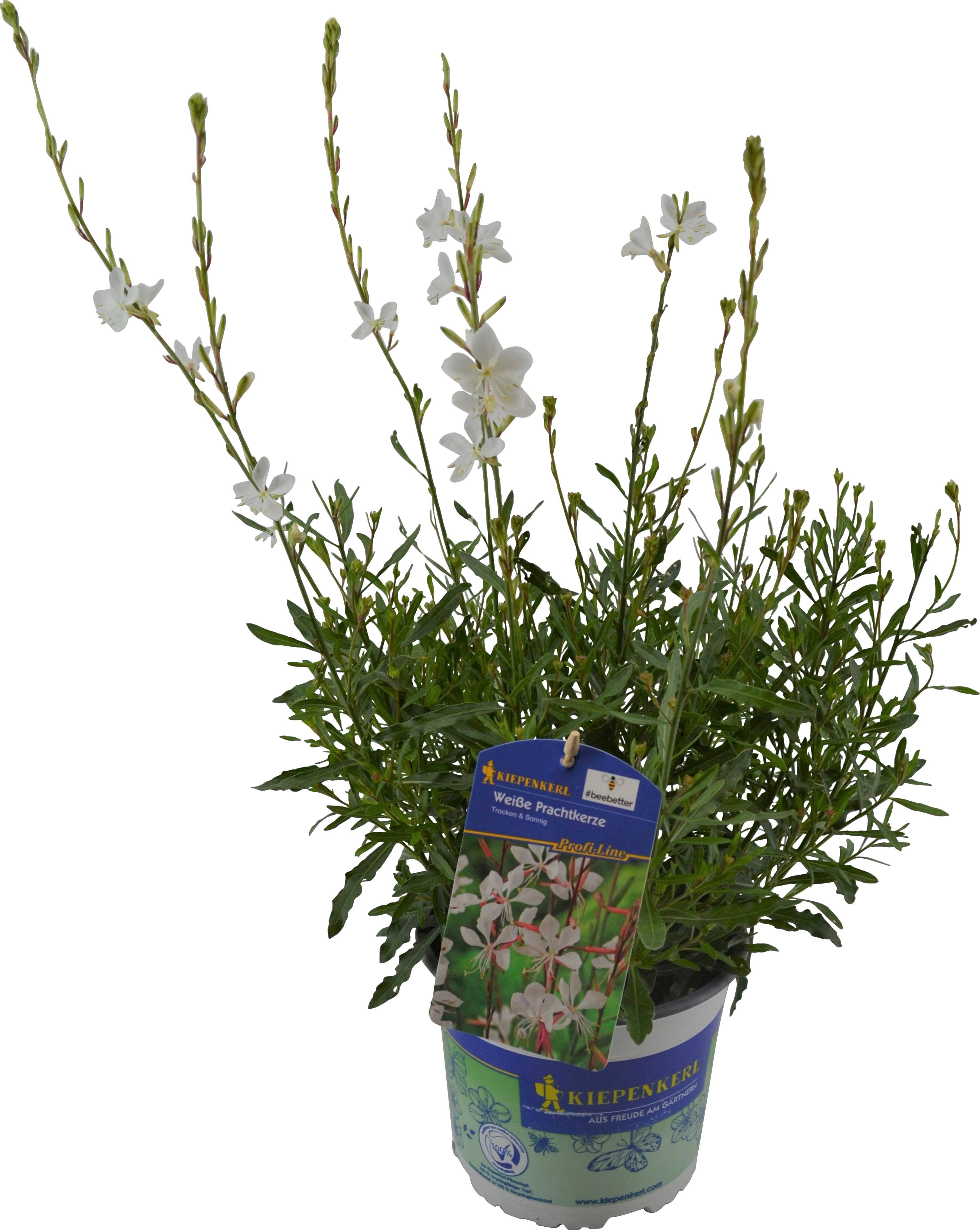Kiepenkerl Prachtkerze TopfØ ca. 17 cm Gaura lindheimeri kaufen bei OBI