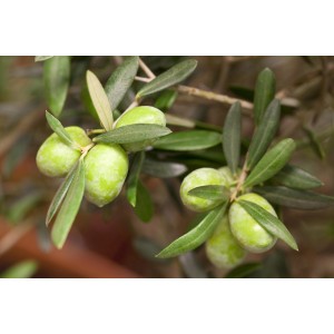Nahaufnahme: Olivenbaum mit grünen Oliven und Blättern. Mediterranes Flair für Garten und Balkon.
