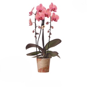 GROW by OBI Schmetterlingsorchidee Nia Fall Höhe ca 50cm Topf Ø12cm Phalaenopsis