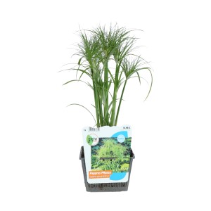 Papyrus-Staude "Percamentus" Topf18 cm x 18 cm Cyperus papyrus