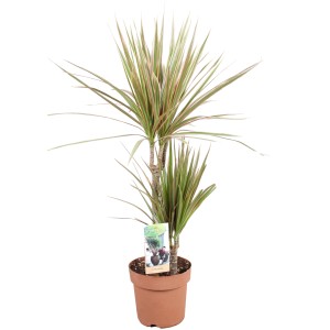 Drachenbaum (Dracaena) im Topf, verschiedene Sorten mit grün-roten Blättern.