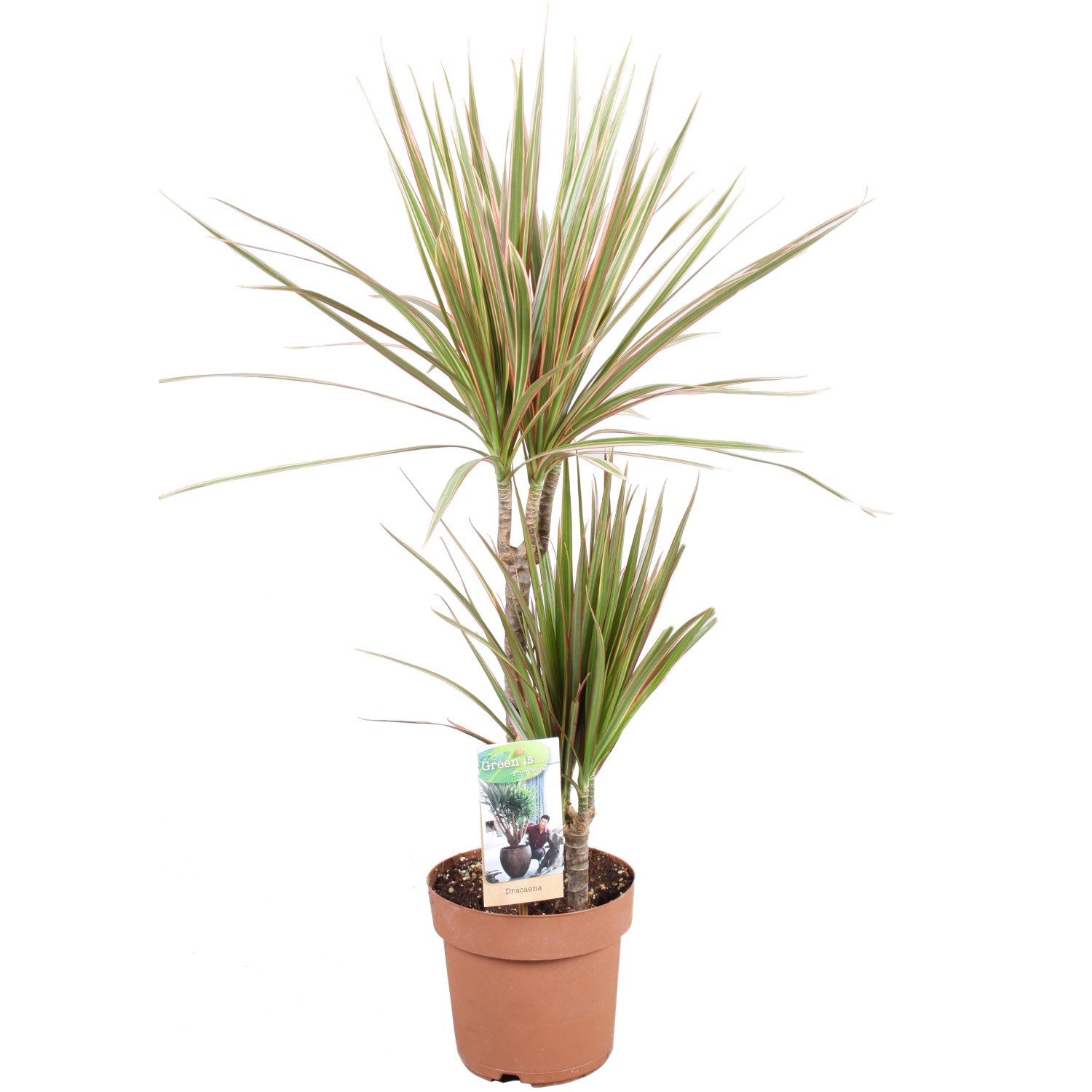 Drachenbaum verschiedene Sorten TopfØ ca. 17 cm Dracaena kaufen bei OBI