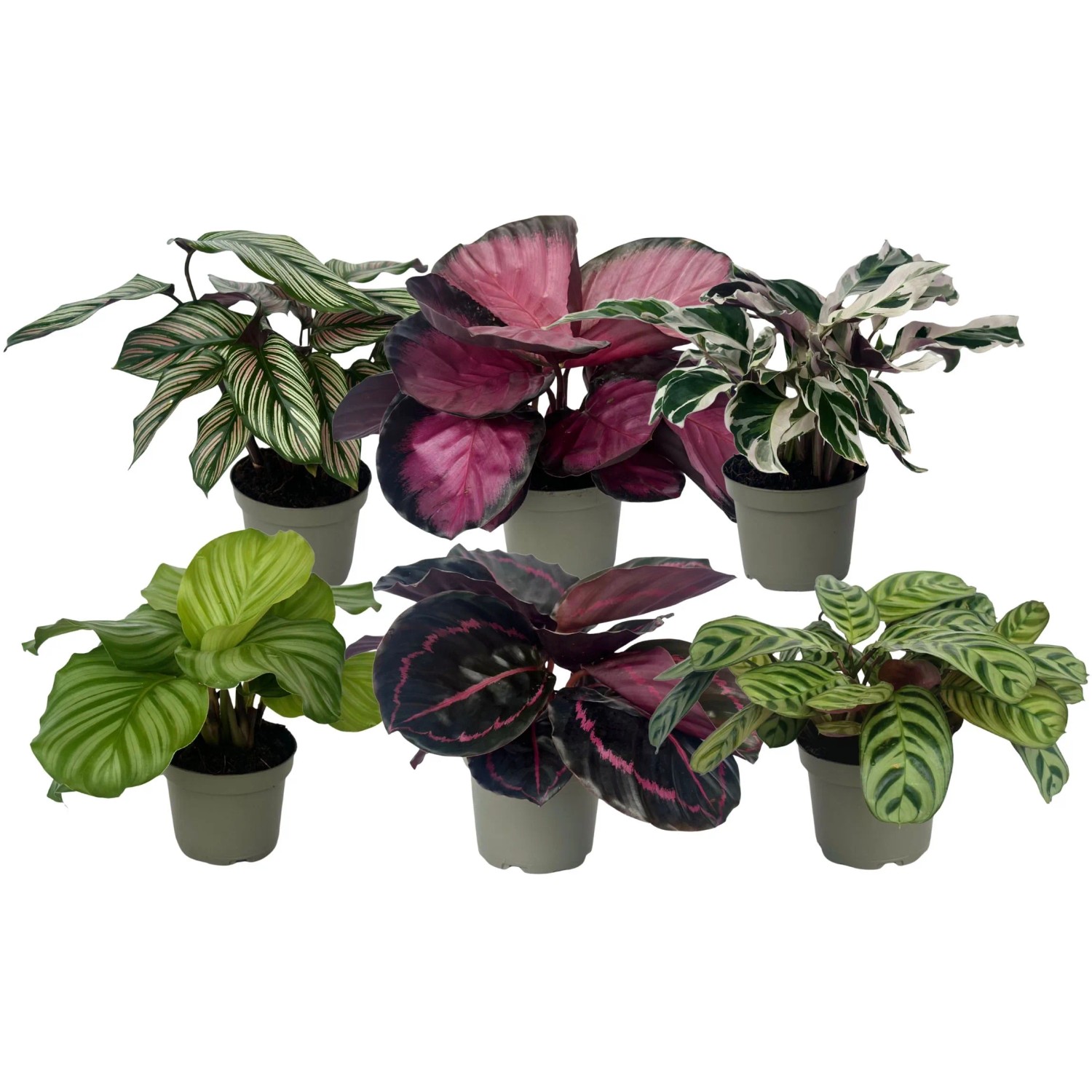 Calathea kaufen bei OBI