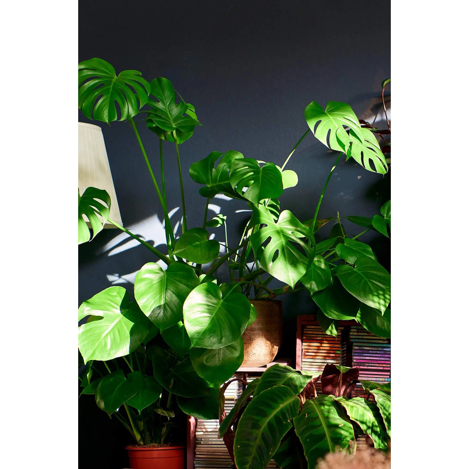 Fensterblatt (Monstera Deliciosa) im Topf, eine dekorative Grünpflanze mit charakteristischen Blattdurchbrüchen.