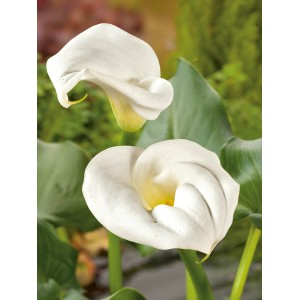 Elegante Zantedeschie (Calla) mit weißen Blüten im Topf, ideal für den Teichrand.