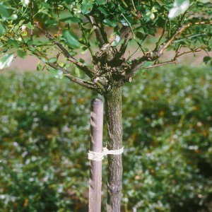 Baumstamm mit Stützpfahl, fixiert mit Sisal-Schnur (Ø 2 mm x 40 m).