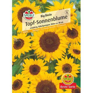 Samenpackung Sperli Topfsonnenblume 'Big Smile' Gelb, einjährige, niedrige Sorte für Kübel und Beete.