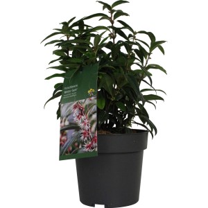 GROW by OBI Duft-Fleischbeere "Winter Gem" Höhe ca. 20 - 30 cm Topf ca. 3,4 l