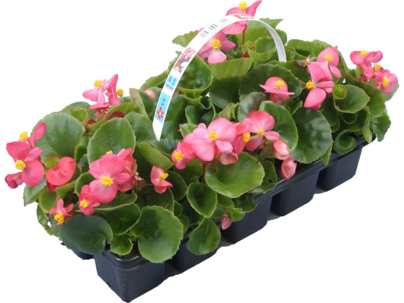 Begonien verschiedene Farben Höhe ca. 10 15 cm 10er Pack Begonia