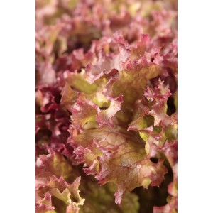 Nahaufnahme von GROW by OBI Pflücksalat Lollo Rosso mit braunroten, gekrausten Blättern.