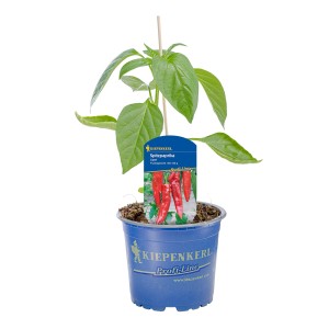 Kiepenkerl Paprika Lipari im Topf, rote Spitzpaprika Pflanze mit grünen Blättern.