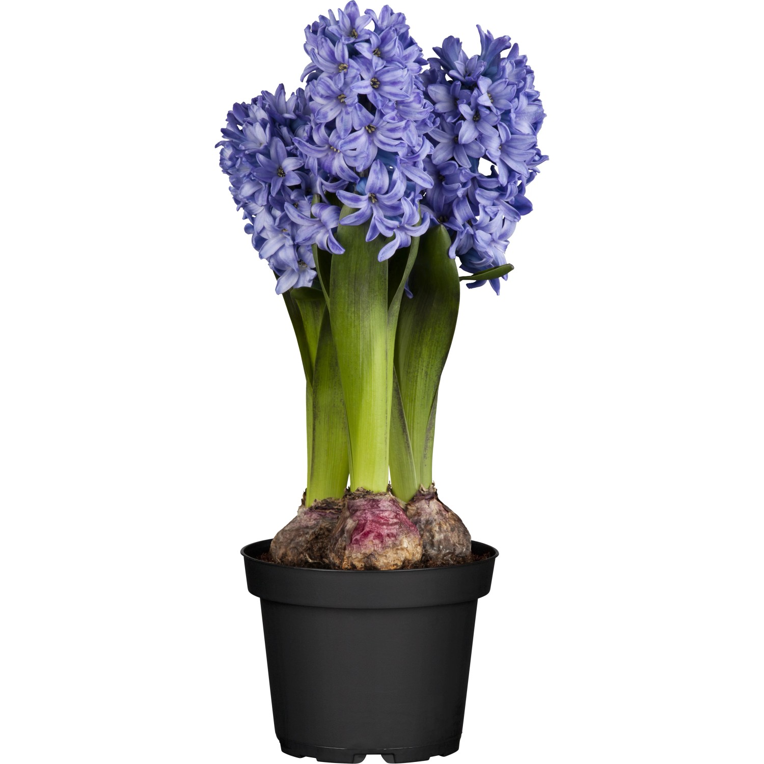 GROW by OBI Hyazinthe Blau Topf- ca. 12 cm Hyacinthus orientalis kaufen  bei OBI