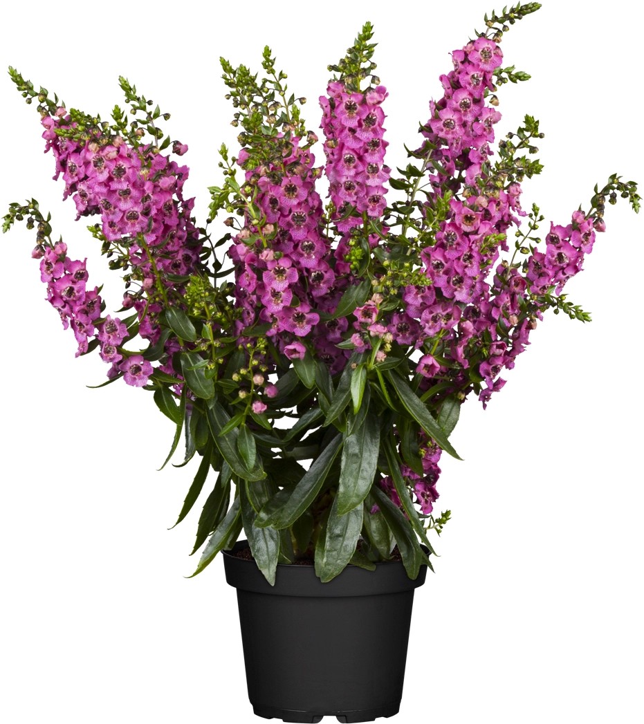 Engelsgesicht Trio Höhe ca. 20 40 cm TopfØ ca. 19 cm Angelonia