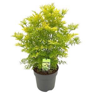 Gelblaubiger Säulenholunder Golden Tower im Topf, goldgelbes Laub, ca. 40 cm hoch.