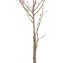 Tellerpfirsich 'Saturn' im Topf, ca. 80-100cm hoch, mit zarten rosa Blüten.
