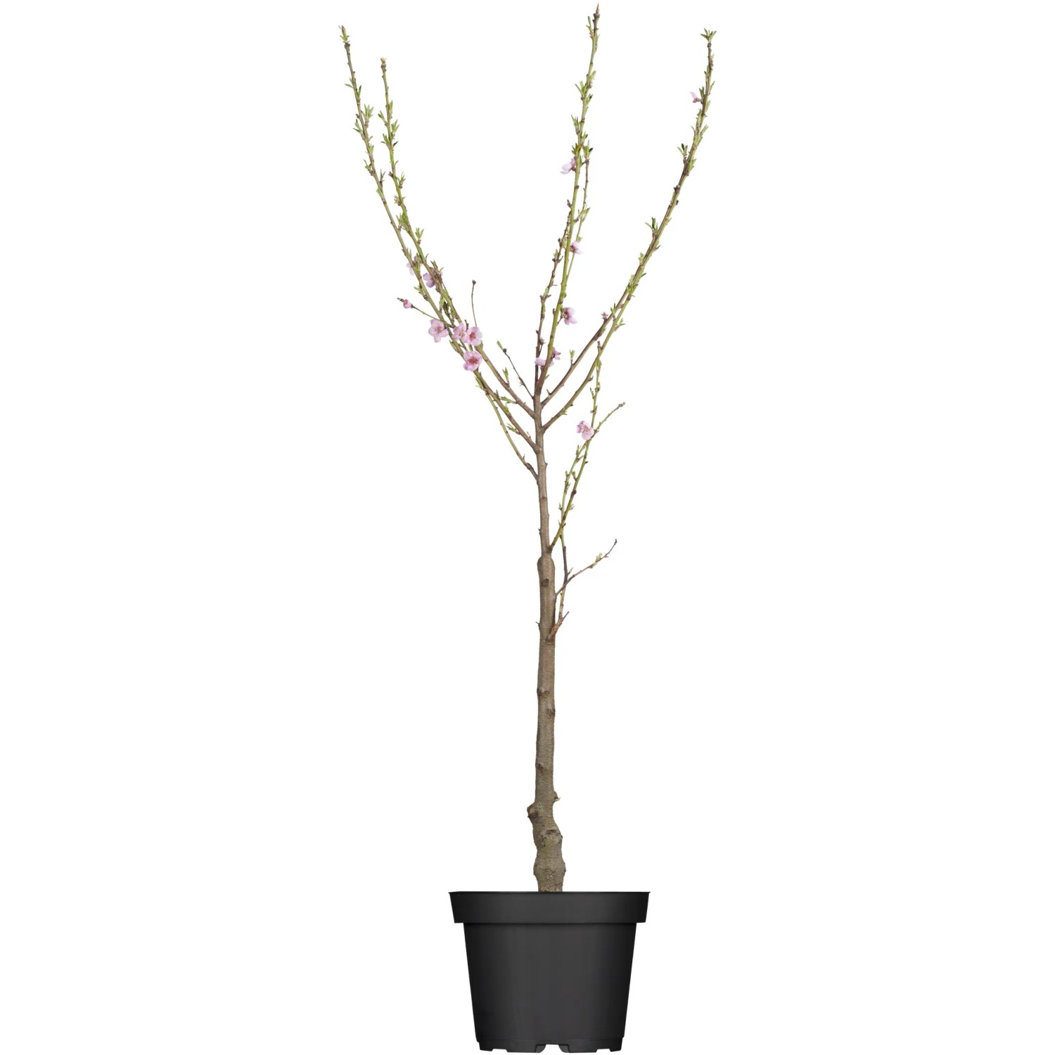 Tellerpfirsich 'Saturn' im Topf, ca. 80-100cm hoch, mit zarten rosa Blüten.