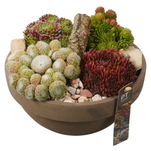 Hauswurz-Arrangement im Topf (Ø 23cm) mit verschiedenen Sempervivum-Arten.