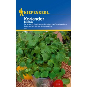 Kiepenkerl Koriander, einjährig, im Topf mit grünen Blättern. Kräutersamen für würzige Gerichte.