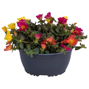 Portulakröschen 'Nano Carnaval' im Topf mit bunten Blüten (rot, gelb, orange).