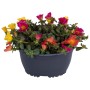 Portulakröschen 'Nano Carnaval' im Topf mit bunten Blüten (rot, gelb, orange).