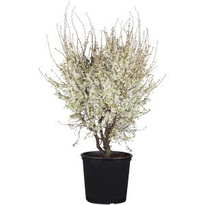 OBI Zierkirsche Hellrosa Höhe ca. 30 - 40 cm Topf ca. 2 l Prunus