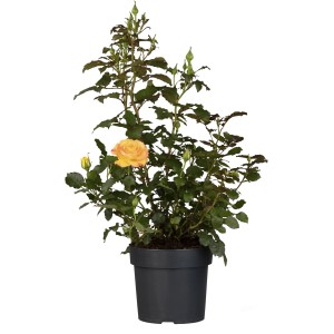 Beetrose Mix Orange im Topf, ca. 10-20 cm hoch, mit orangefarbenen Blüten.