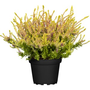 Besenheide 'Laubschöne' im Topf, eine farbenfrohe Calluna für Balkon und Garten.
