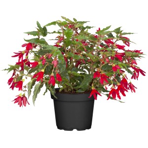 Begonie Groovy (Begonia boliviensis) im Topf mit roten, glockenförmigen Blüten und grünen Blättern.