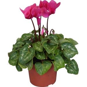 Alpenveilchen Midi Mix im Topf, ca. 10,5 cm Durchmesser, mit pinkfarbenen Blüten.