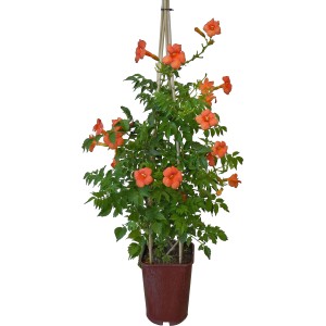Trompetenblume Mix im Topf, ca. 80 cm hoch, mit orangefarbenen Blüten an Rankhilfe.