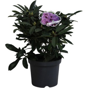 Rhododendron Pfauenauge Lila im Topf, ca. 40-50cm hoch.