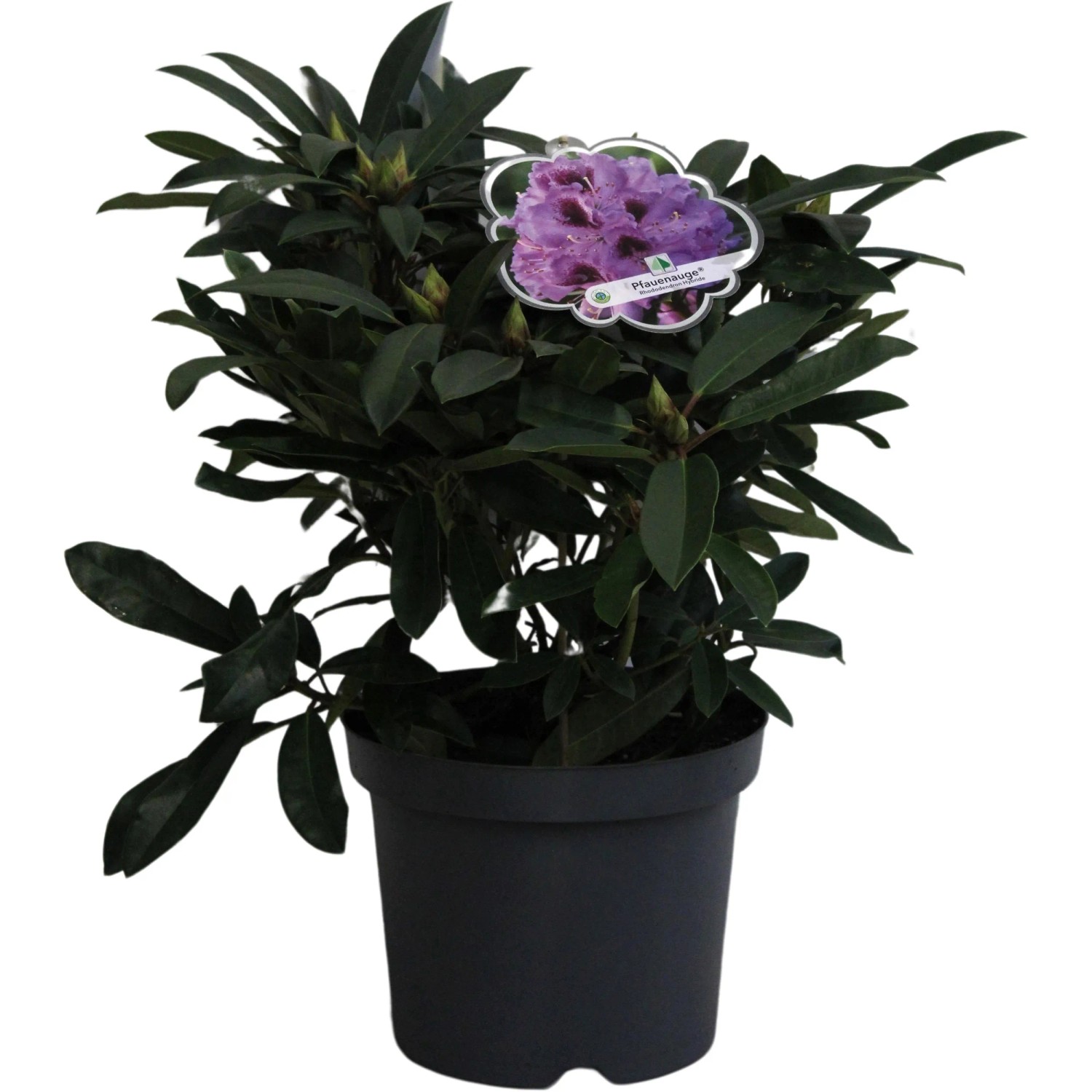 sansevieria silver queen Snake Plant 'Silver Queen' main image 0