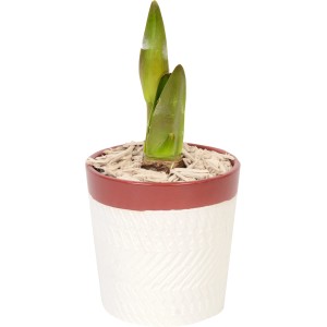 Amaryllis im Keramik-Gefäß Topf-Ø ca. 12 cm
