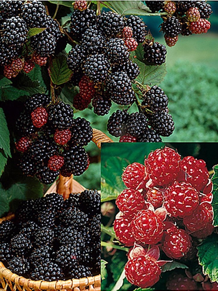 BrombeerenSet Schwarz und Rot 3 Pflanzen kaufen bei OBI