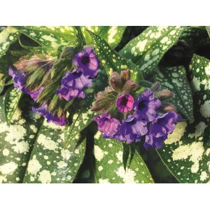 Nahaufnahme des blühenden Lungenkrauts 'Trevi Fountain' im Topf. Lila Blüten und gefleckte Blätter.