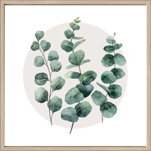 Bild mit Rahmen Anonymus Diff. Eucalyptus Branches l 52,5 cm x 52,5 cm
