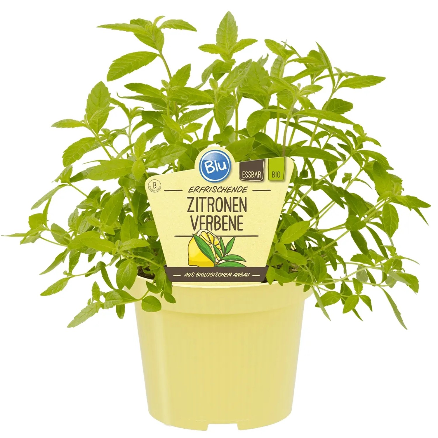 Blu Bio-Zitronenverbene Topf- ca. 12 cm Aloysia kaufen bei OBI