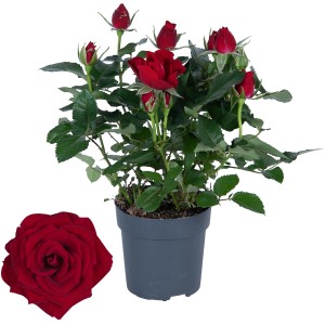 Zimmer-Rose, rote Blüten, ca. 30-35 cm hoch im Topf (ca. 10,5 cm Ø).